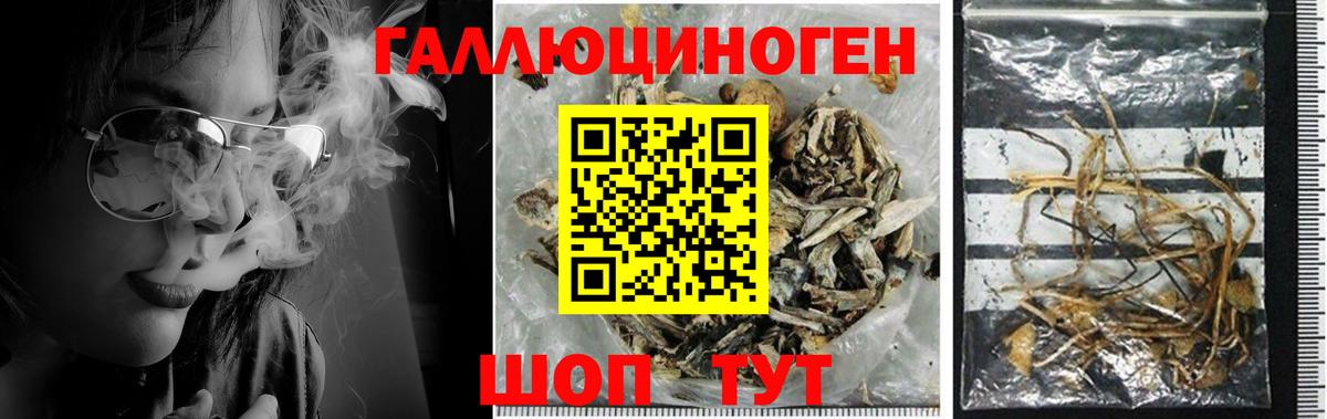 Псилоцибиновые грибы GOLDEN TEACHER  Вход с VPN  Кольчугино 